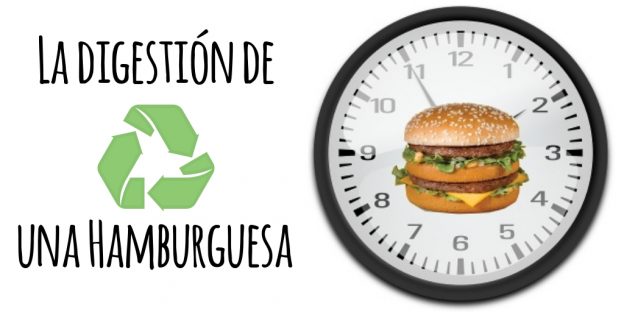 La digestión de una hamburguesa